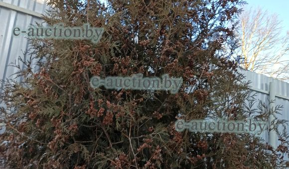 Многолетние насаждения