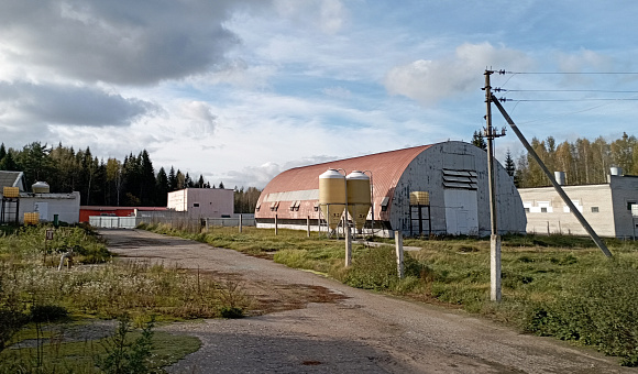 Свинокомплекс вблизи д. Мошница (Россонский район)