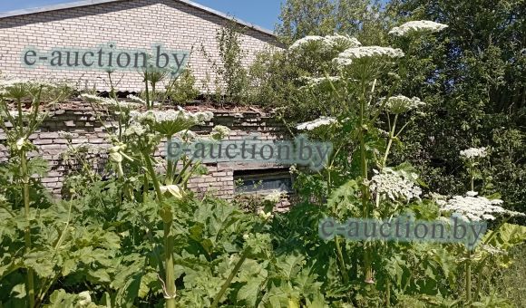 Галерея для хряков № 2 в д. Мацкевичи (Копыльский район), площадью 206.1 м²