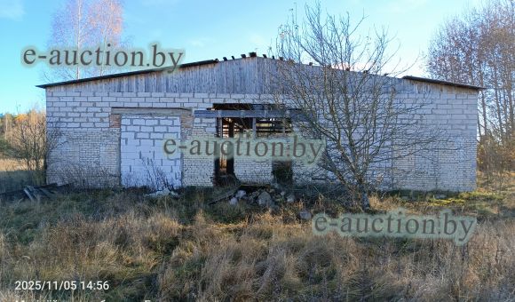 Телятник в д. Голынка (Осиповичский район) площадью 1230.3м²