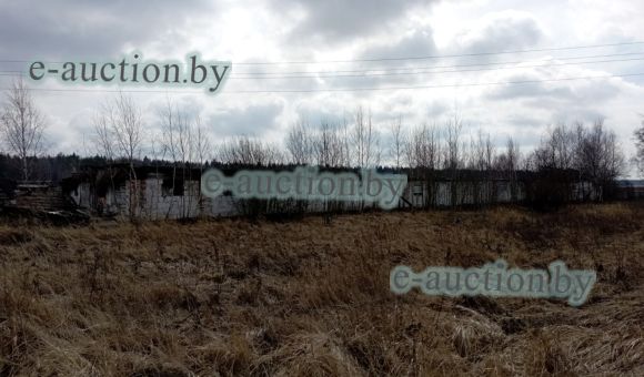 Здание коровника вблизи д. Пичевка (Дрибинский район)