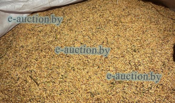 Фуражный ячмень